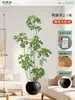 Plantas Verdes Artificiais de Alta Qualidade para Decoração de Sala de Estar, Planta Realista Falsa de Figueira-da-Índia Preta para Decoração de Sala de Transmissão ao Vivo