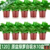 Plantas de Potos en Maceta Florales Plantas Verdes de Interior Absorben Formaldehído Plantas Hidropónicas Purifican el Aire Plantas de Potos en Maceta Venta al por Mayor