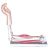 Para tratamiento médico 1:1 modelo de articulación del codo, modelo de articulación de la rodilla humana, molde de formación para enseñanza médica