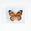 Adorno de mariposa real, alas de mariposa real, regalo de cumpleaños creativo para estudiantes, caja transparente