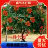 Dropshipping Sementes de Flores Lingxiao Trepadeiras Flor de Velho Tronco em Vaso Varanda Pátio Amante do Sol e Resistente ao Frio Fácil de Cultivar para Iniciantes