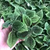 Plantas de Piedra Absorbente Plantas Verdes Piedra de Agua Acuaterrario Tanque de Selva Rocalla Paisajismo Musgo Helecho Micro-paisaje Plantas de Bonsái