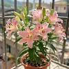 Perfume Importado Lírio Rosa Lírio Planta em Vaso Que Floresce em Todas as Estações e É Fácil de Viver em Ambientes Internos com Botões e Planta Resistente ao Frio Flores