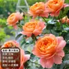 Planta de Maceta Balcón de Jugo Rosa con Flores y Capullos para Balcón y Jardín, Planta de Floración Grande, Planta de Rosa de Floración Reblooming