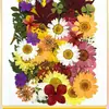Marco de Fotos con Flores Secas Transparente de Doble Cara para Exhibición y Almacenamiento Marco para Plantas Especímenes Hecho a Mano DIY de Jardín de Infancia Soporte de Exhibición 3D