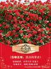 Rosa Trepadora Celebración Dorada: Una rosa trepadora grande, fácil de cultivar, resistente y tolerante al calor y al frío que florece en las cuatro estaciones y es ideal para plantar en jardines.
