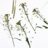 Flor seca perfumada em relevo, amostra de planta por atacado, amostra de flor real, cola em relevo, capa de celular, marcador de página, abajur de mesa infantil