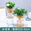 Planta Hidropónica de Gardenia y Espárragos Bonsái de Escritorio Planta Verde Roja de la Suerte Planta en Maceta Pequeña Escritorio de Oficina Planta Verde Pequeña