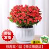 Begonia de Hierro Florales en Maceta Bonsái de Interior Plantas Verdes Floreciendo en Todas las Estaciones Ciruelo Espino Tigre Oficina Balcón Florales Plantas con Flores