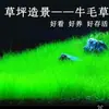 Sementes para Plantas Aquáticas Usadas em Aquários Ecológicos, Grama de Rápido Crescimento para Piscicultura e Paisagismo Durante Todo o Ano, Sementes de Grama Cabelo de Boi Folhosa Grande e Pequena