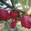 Manzanas Tianshui Huaniu de Gansu, fruta fresca de temporada, comida para bebés, dulce y aromática, caja entera de 5 kg, envío gratis.