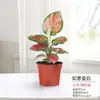 Flor Ruyi Vermelha da Fortuna Rainha em Vaso Planta Verde de Mesa Interna Quatro Estações Maryan Sempre-Viva Flor Fácil de Cuidar