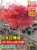 Venda direta de mudas de bordo vermelho japonês, árvore de bordo vermelho para todas as estações para pátio externo de vilas, mudas de árvores de bordo vermelho em vasos