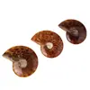 Fósiles de Caracola Naturales de Madagascar de Venta Caliente Transfronteriza, Fósiles de Crisoprasa, Fósiles de Caracola en Piedra Cruda, Adornos de Cristal al por Mayor