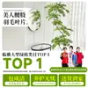 Planta Viva Jacaranda Sala de Estar Planta Grande en Maceta Interior Fácil de Mantener de Pie Flor Real Paisaje Jardinería para Absorber Formaldehído