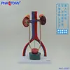 Vejiga Humana Riñón Uretral Uretral Uretral Sistema Genital Animal Vena Anatomía Modelo Urinario