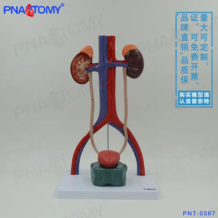 立体泌尿系统01
