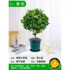 Mudas Pequenas de Limão Laranja Verde de Hainan Mudas de Semente de Limão Kumquat Em Vasos Sala de Estar Interna Varanda Árvore Frutífera Mudas de Frutas o Ano Todo