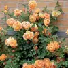 Envío Directo de Una Pieza Plántulas de Rosa Grande para Desfiles Trepadora para Balcón Rosa Trepadora de Cuatro Estaciones Planta Trepadora Rosa Planta de Rosa en Maceta
