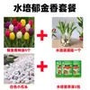 Planta de Tulipa Hidropônica em Vaso Pacote Grande de Bulbos Floridos Flores Bulbosas Resistentes ao Frio de Varanda de Inverno Venda Direta do Fabricante