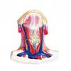 Para el tratamiento médico del músculo cervical anterior, modelo de cuello local, solución local del músculo cervical anterior, neuroanatomía muscular B, enseñanza humana