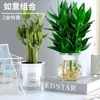 Bambú Guanyin, Bambú Atractor de Fortuna, Flor de Raíz Hidropónica, Planta Verde Atractora de Riqueza, Cesta de Potos, Planta en Maceta Fácil de Cuidar para Uso en Oficina