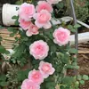 Rosa ultraminiatura, rosa de floração abundante, multiflorida, rosa tipo mini, floresce o ano todo em vasos de varanda