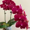 Las plántulas de Phalaenopsis son fáciles de cultivar en todas las estaciones. Plantas Verdes y Flores en Maceta para Balcón de Oficina en Interiores Fáciles de Cultivar