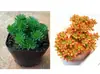 Planta Suculenta de Pino en Forma de Bola Combinada en Maceta Planta Verde Flor para Oficina y Balcón, Suculenta Linda que Absorbe Radiación