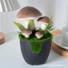 Maceta de Lana Artificial para Plantar Flores Champiñón Pequeño Fresco Jardinería Casera Bonsái Escritorio Adornos Pequeños Plantas Verdes Plantas en Maceta Accesorios para Disparar