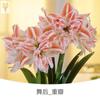 Dropshipping Bola de Cera de Amarilis Cera para Sellar Amarilis de Doble Pétalo Bulbo Planta en Maceta Floreciente Extra Grande Interior Balcón Persona Perezosa
