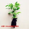 Árvore da Fortuna em Vaso Verde para Interior para Atrair Riqueza, Bonsai para Sala de Estar, Planta Hidropônica Fácil de Cuidar