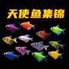 Pez Ángel de Colores Amarillo Limón Morado Pez Tropical Pequeño Ornamental Fácil de Mantener Acuario de Plantas de Agua Dulce Peces Pequeños que Nadar en Grupo