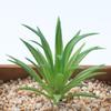 Planta Suculenta Mini Atacado Cabeça de Flor Artificial Pequenos Acessórios para Arranjo de Flores Suculenta Falsa Flor de Plástico Planta Decorativa Planta em Vaso
