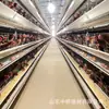 Jaula tipo A para Pollo de Engorde, Jaula para Palomas, Jaula Automática de Escalera para Pollos de Huevo, Jaula Multi-Nivel tipo H para Pollo de Engorde, Jaula para Codornices
