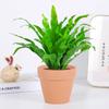 Dropshipping Helecho Nido de Ave Helecho en Maceta Follaje de Interior Planta Verde Flor Sala de Estar Oficina Escritorio de Empresa Planta Novedad