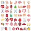 50 Pegatinas Lindas de Órganos Humanos de Compra Directa Transfronteriza, Dibujos Animados Anatómicos de Órganos Humanos, Pegatinas de Educación Temprana para Niños
