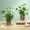 Planta Verde Creativa Hierba de Cuatro Hojas Cheyenne Planta en Maceta de Simulación Decoración del Hogar Escritorio de Oficina Planta de Simulación Crecimiento de Ojos Bonsái