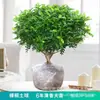 Plantas Verdes Aromáticas em Vasos, Flores Repelentes de Mosquitos, Plantas de Interior, Bonsai de Pimenta, Fragrância Jiu Li, Purificadoras de Ar