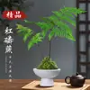 Bola de Musgo de Helecho de Fósforo Rojo Planta Hidropónica Helecho de una Hoja Interior Tolerante a la Sombra Nuevo Paisaje de Maceta Zen China Planta de Hoja Verde