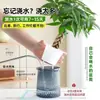 Árbol de la Fortuna Trenzado Planta Pequeña en Maceta Bonsái Escritorio Oficina Planta Verde Tolerante a la Sombra Planta Hidropónica