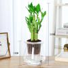Bambú Loto, Bambú Wenchang, Plantas en Maceta Cultivadas en Agua con Raíces, Plantas Hidropónicas Fáciles de Cuidar para Escritorios de Oficina, Flores Perennes y Plantas Verdes para Todas las Estaciones