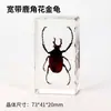 Superventas al por mayor de comercio exterior especímenes de insectos de resina adornos de juguete de ámbar pequeños regalos adornos de especímenes de insectos