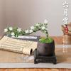 Bonsai Neve de Junho Estilo Penhasco Tronco Velho Planta Decoração de Interior Mesa de Escritório Elegante Zen Planta Verde Pequena Planta em Vaso