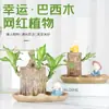 Planta hidropónica en maceta de madera brasileña, Groot de madera brasileña de la suerte en flor, flor pequeña de escritorio y planta verde para uso en interiores