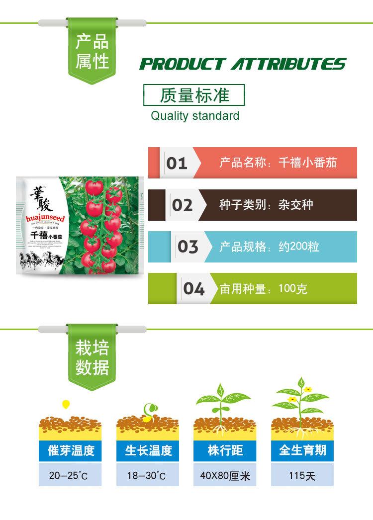 千禧小番茄8
