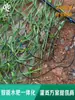 Un Juego de Cuatro Kits Ajustables de Riego por Goteo Agrícola para Riego de Invernaderos, Emisores de Riego por Goteo, Estabilizadores de Flujo para Riego por Microaspersión y Divisores