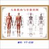 Diagrama esquemático del sistema musculoesquelético humano. Póster médico. Diagrama de la estructura del corazón. Póster hospitalario.