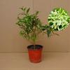 Dropshipping Mudas de Prímula da Noite em Vasos Pátio Varanda Florescimento de Quatro Estações Plantas Verdes Incenso Jiuli Purifica o Ar e Repele Mosquitos