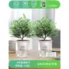 Repelente de Mosquitos Jiulixiang de Verão Bonsai de Pilha Velha Potes de Madeira para Interior Mudas Plantas de Flor de Pimenta Plantas Verdes Perfumadas